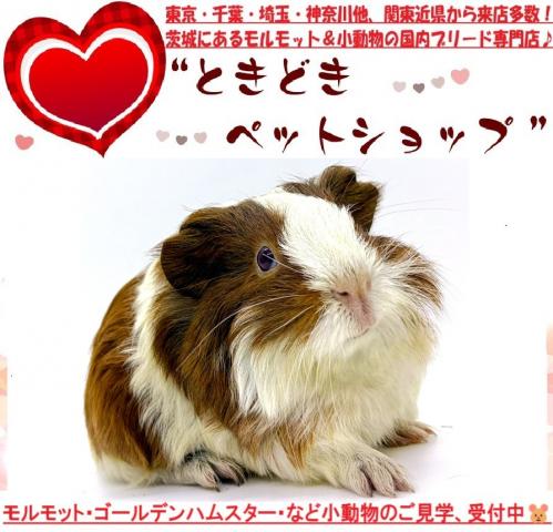 シェルティモルモット