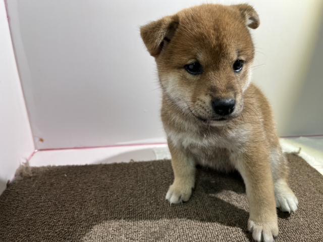柴犬