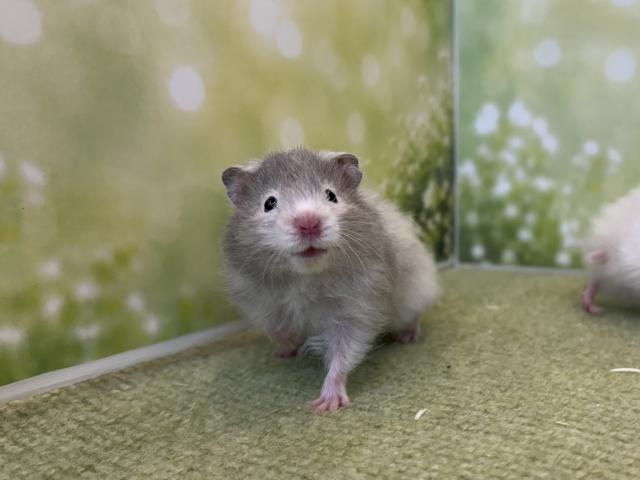 長毛ハムスター