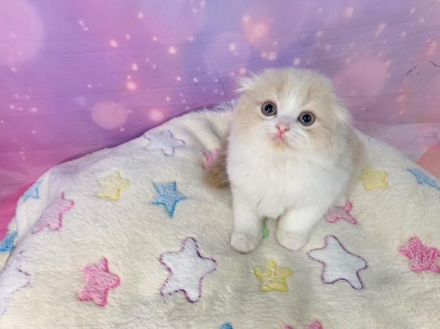スコティッシュフォールドの写真2