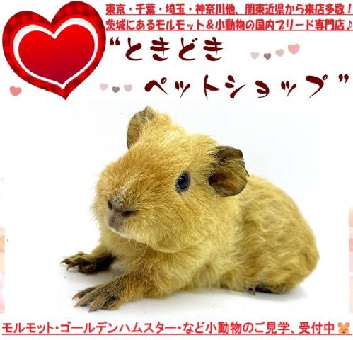テディモルモット
