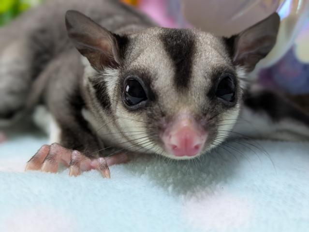 ノーマルヘテロプラチナ