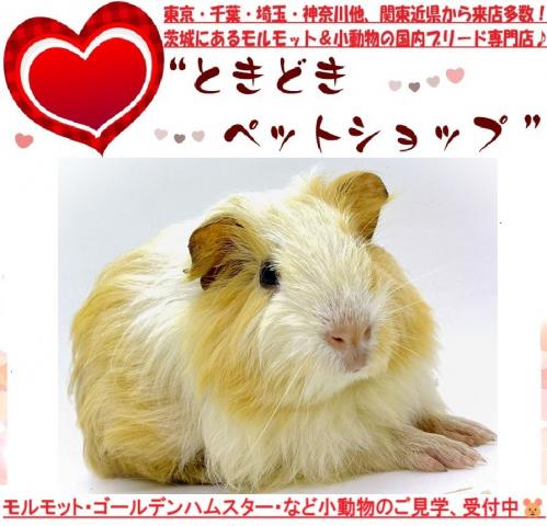 シェルティモルモット