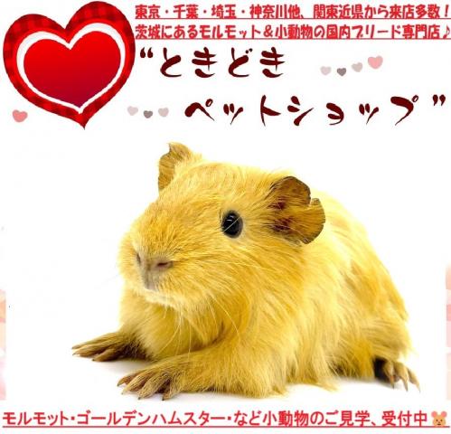 シェルティモルモット