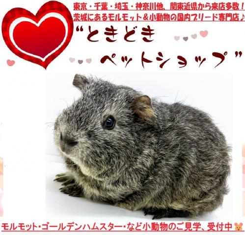 テディモルモット