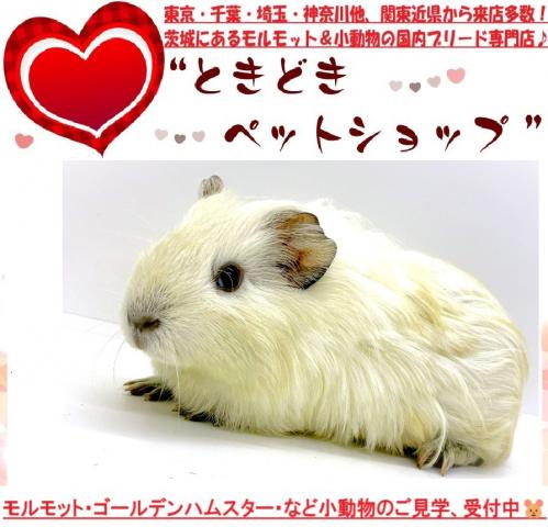 シェルティモルモット