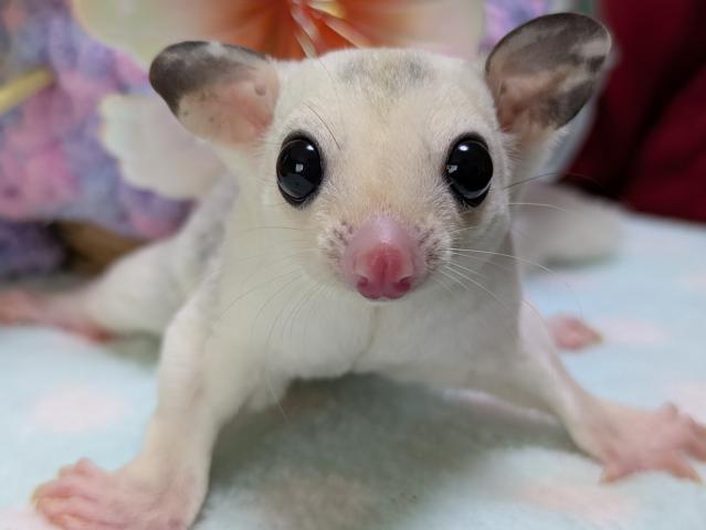 モザイクヘテロプラチナ