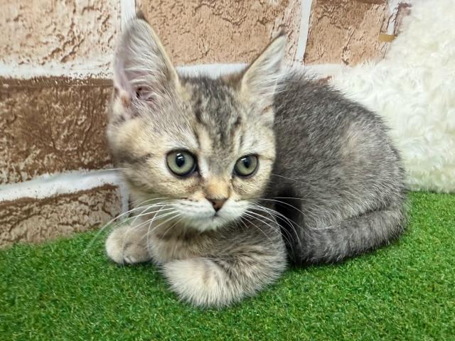 ブリティッシュショートヘア