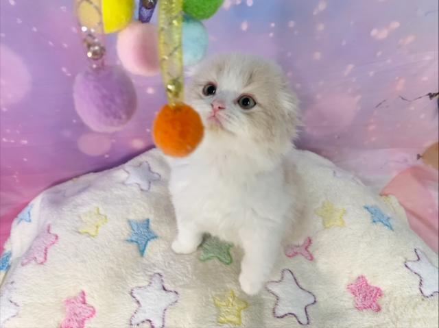 スコティッシュフォールドの写真3