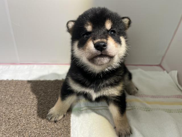 柴犬