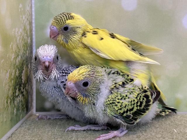 セキセイインコ