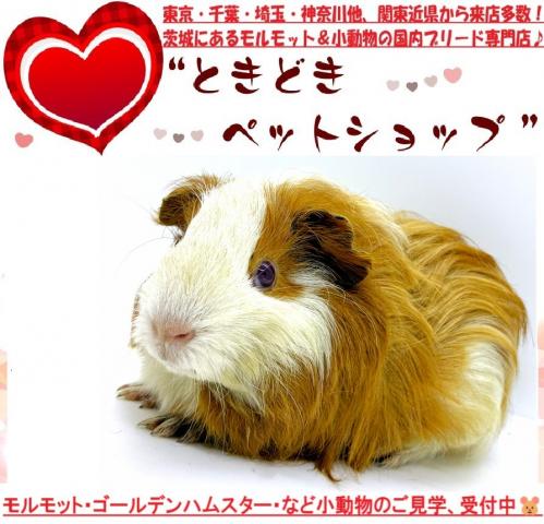 シェルティモルモット