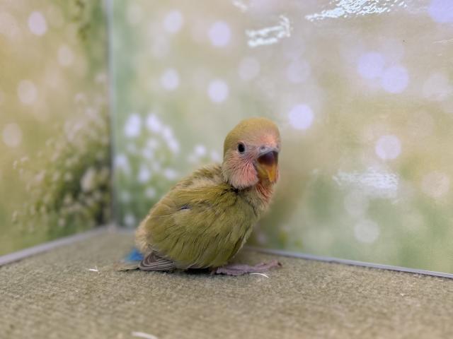 コザクラインコ