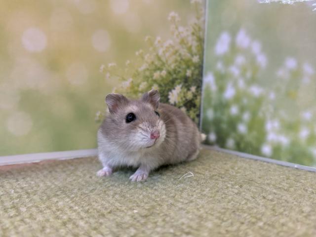 ジャンガリアンハムスターブルー