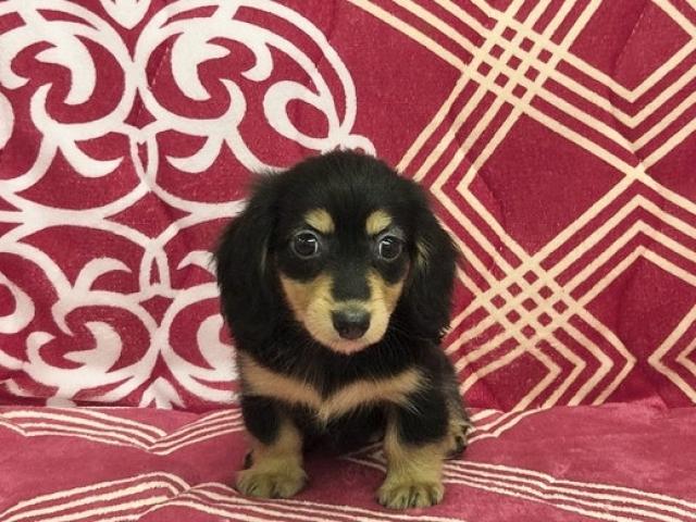 ミニチュアダックスフンド