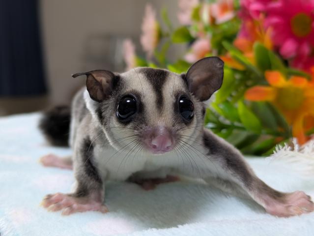 ノーマル