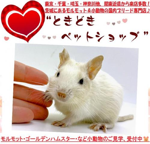 デグー