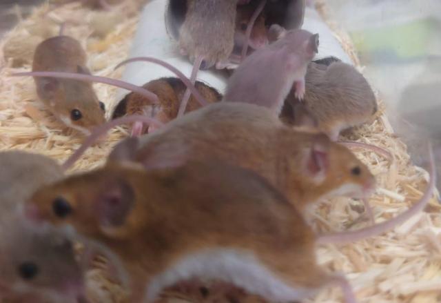アフリカチビネズミ