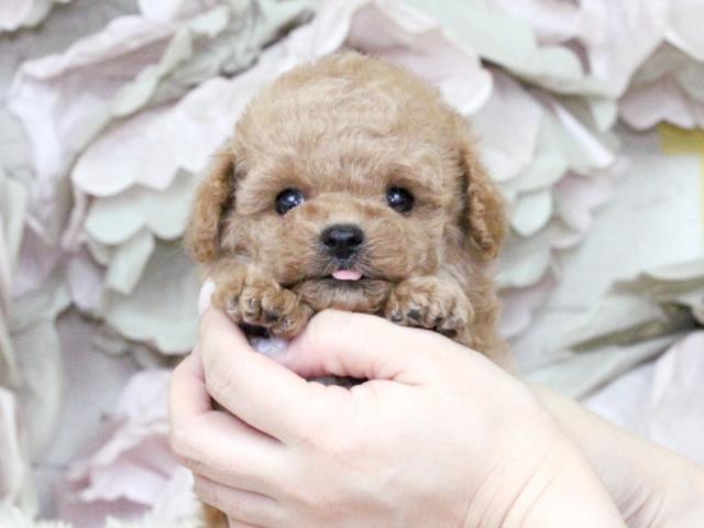 トイプードル※タイニーサイズ