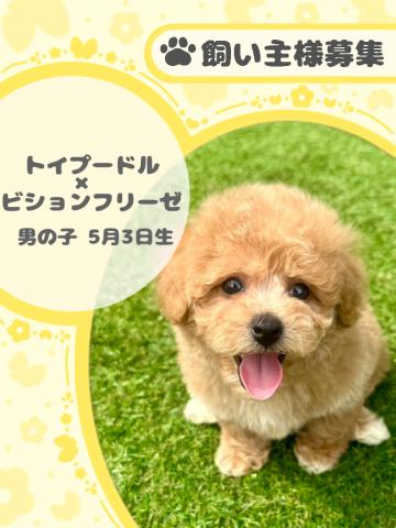 トイプードル×ビションフリーゼ