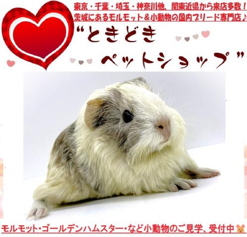 モルモット イングリッシュモルモット