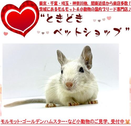 デグー