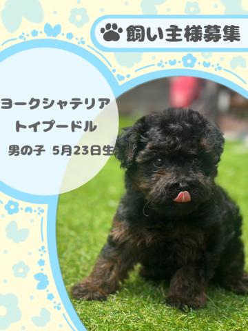 ヨークシャテリア×トイプードル