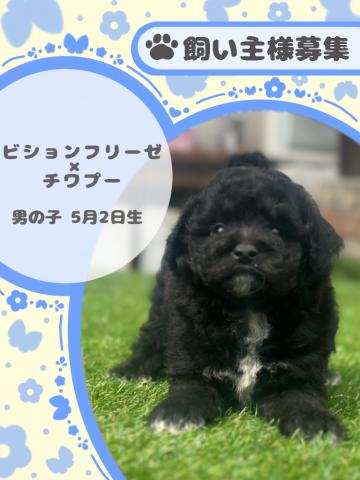 ビションフリーゼ×チワプー