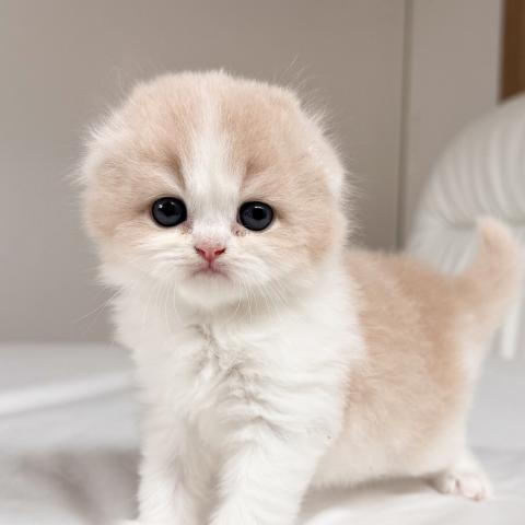 スコティッシュフォールド