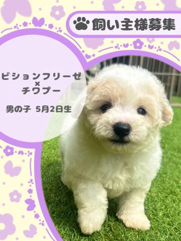 ビションフリーゼ×チワプー