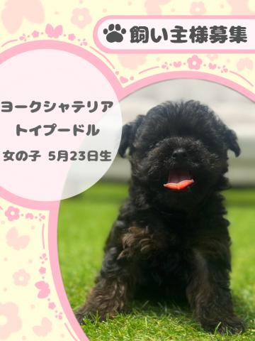 ヨークシャテリア×トイプードル