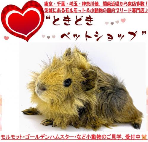アビシニアンモルモット
