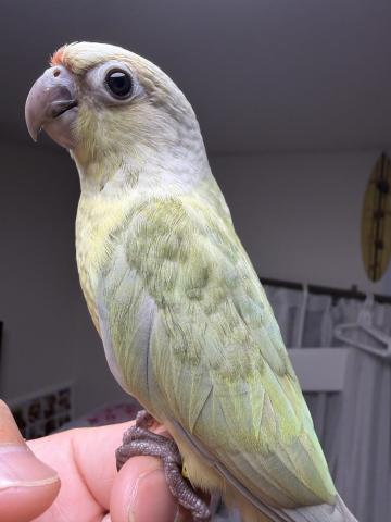ウロコインコ
