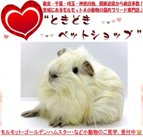 アビシニアンモルモット