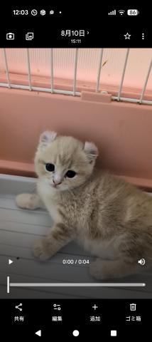 キンカロー