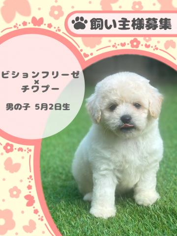ビションフリーゼ×チワプー