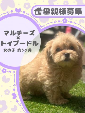 マルチーズ×トイプードル