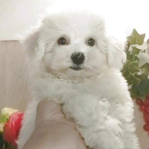 ビションフリーゼ