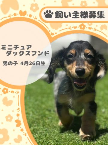 ミニチュアダックスフンド