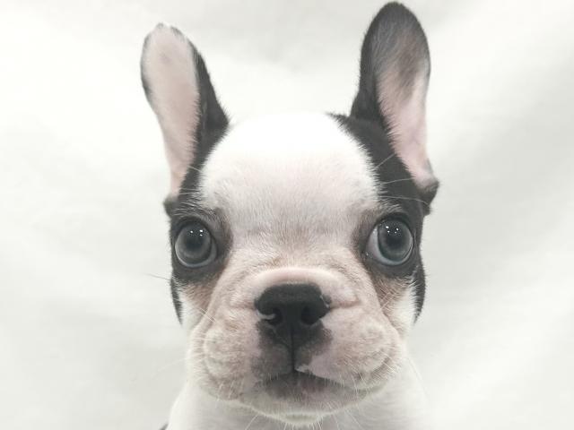 フレンチブルドッグ