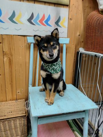 柴犬