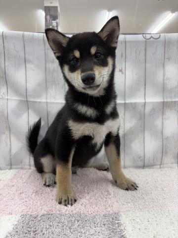 柴犬