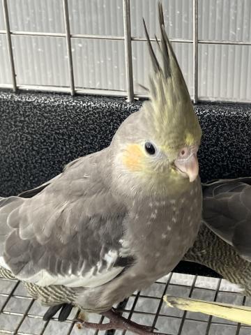 オカメインコ