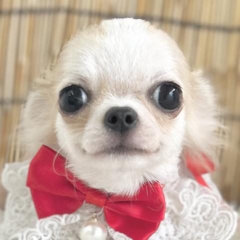 チワワ(ロングコート)