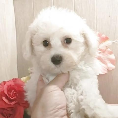 ビションフリーゼ