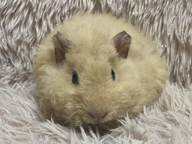 テディモルモット