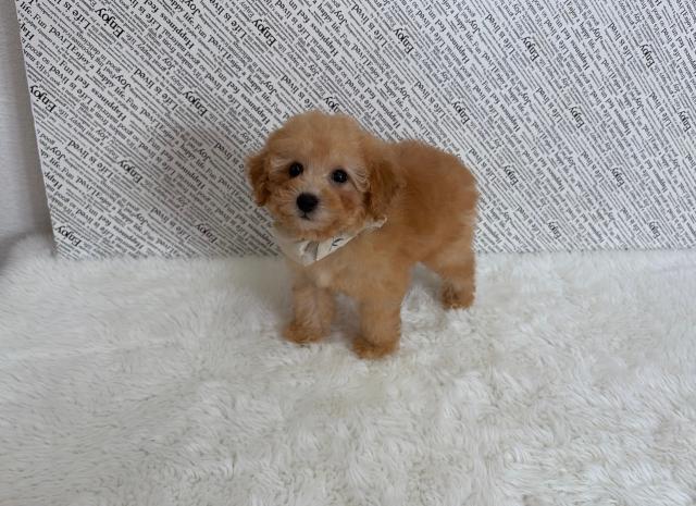 タイニープードル