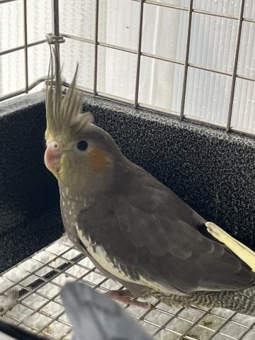 オカメインコ