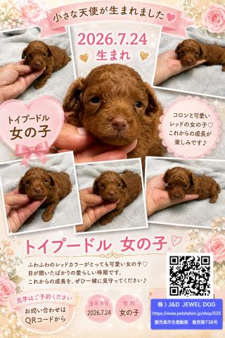 トイプードル