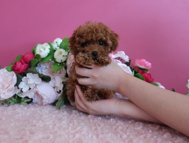 トイプードルティーカップ予想の女の子です。8月13日写真更新 現在 生後74日で526ℊ